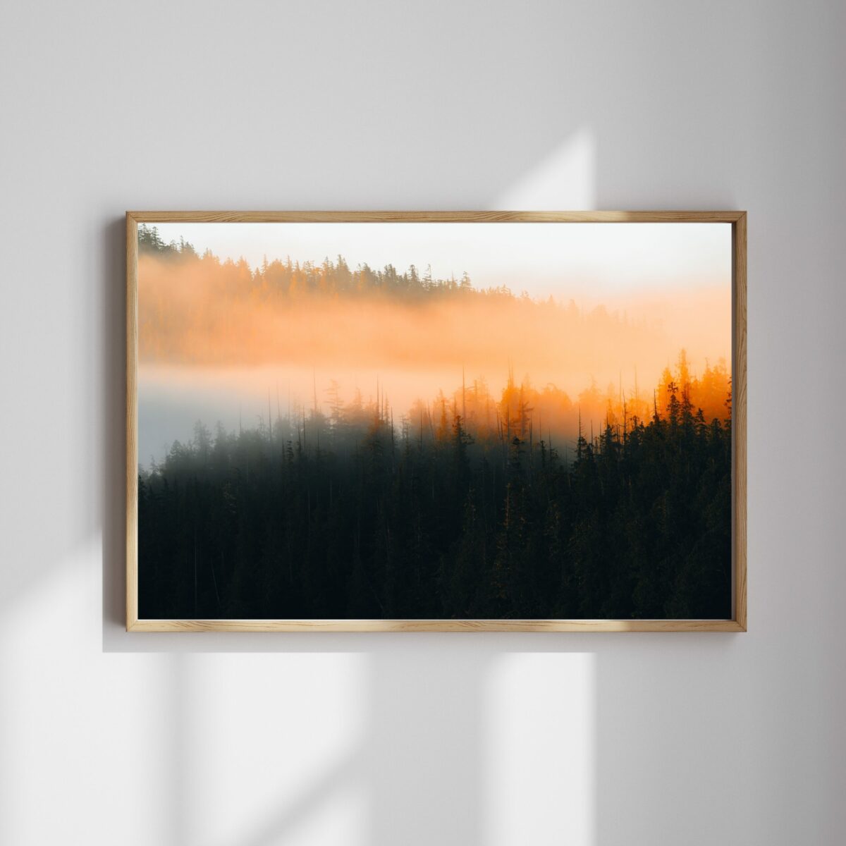 Misty forrests – Bild 2