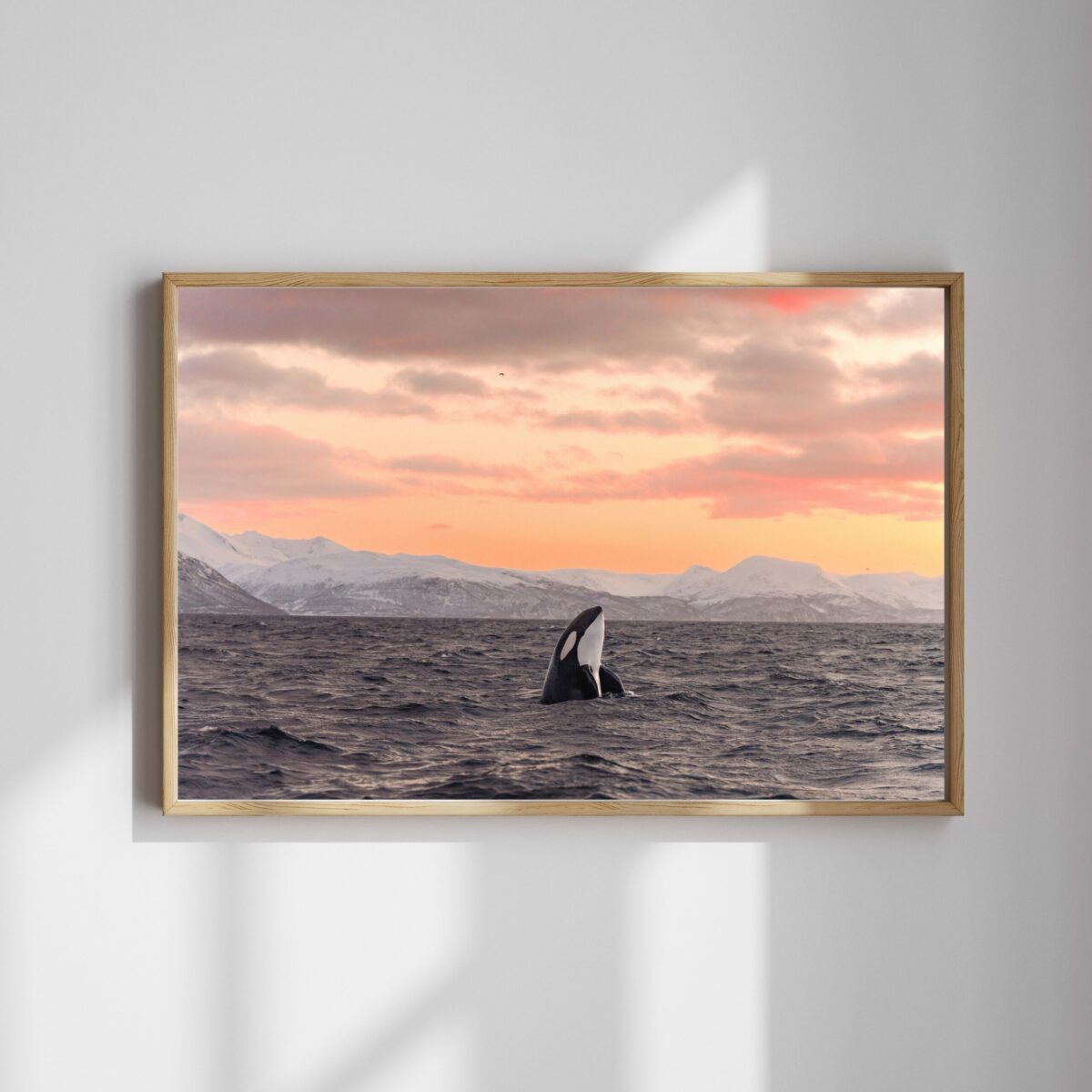 Sunset Spy hopping – Bild 2