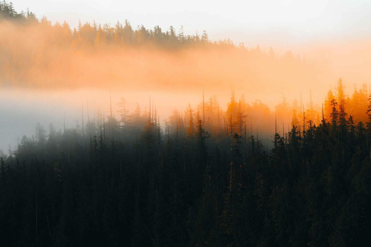 Misty forrests