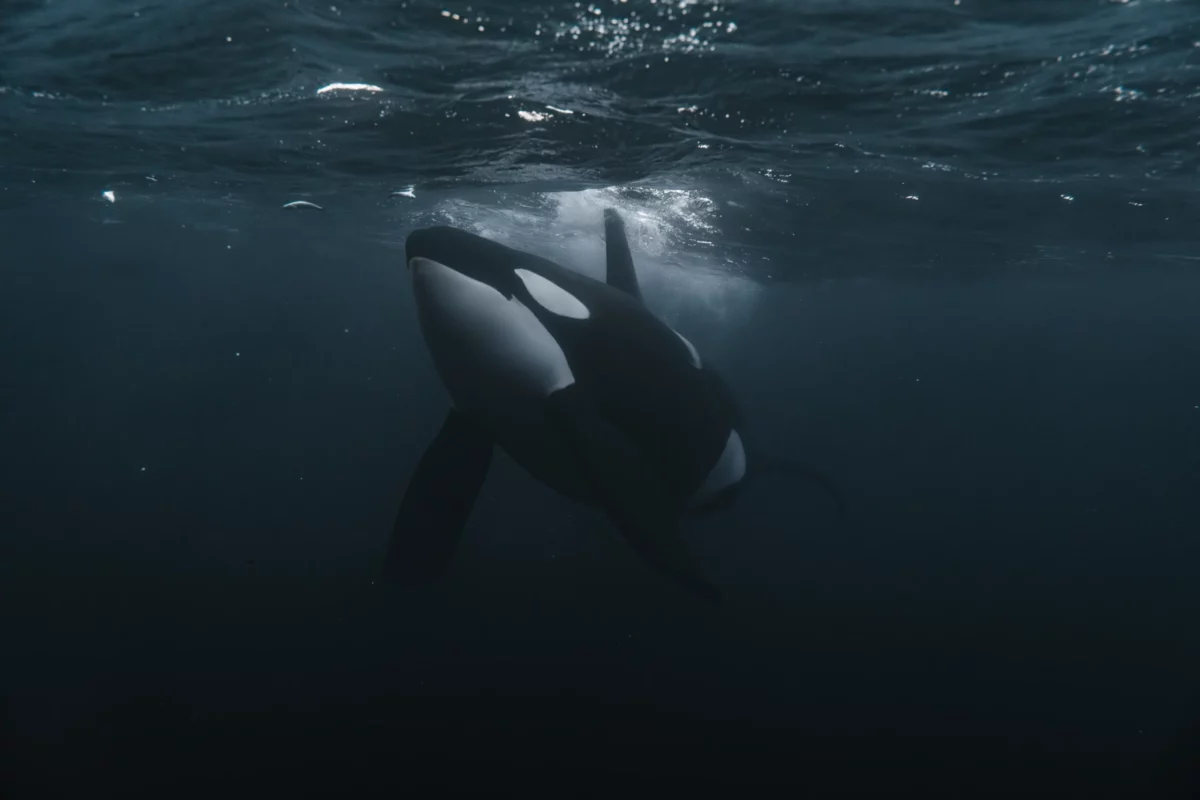 Underwater Pandas