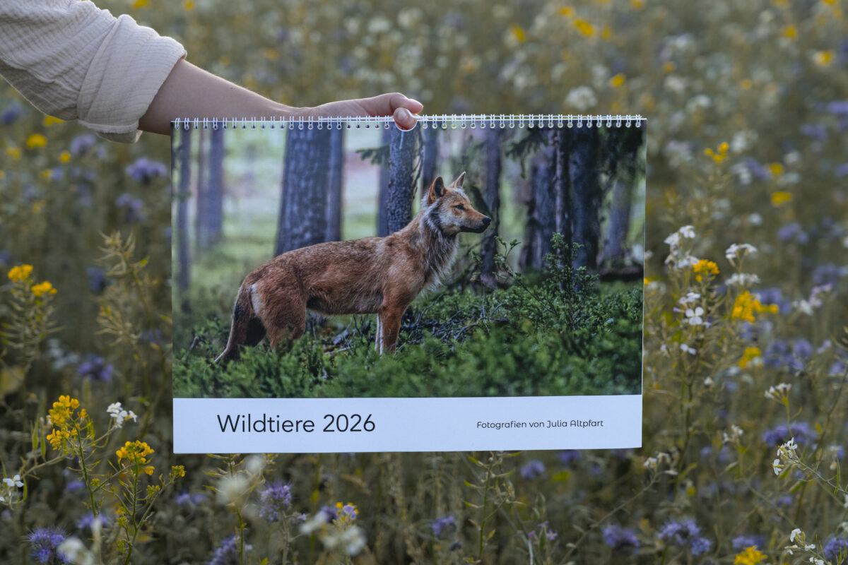 Wildtier Kalender 2026 – Bild 2