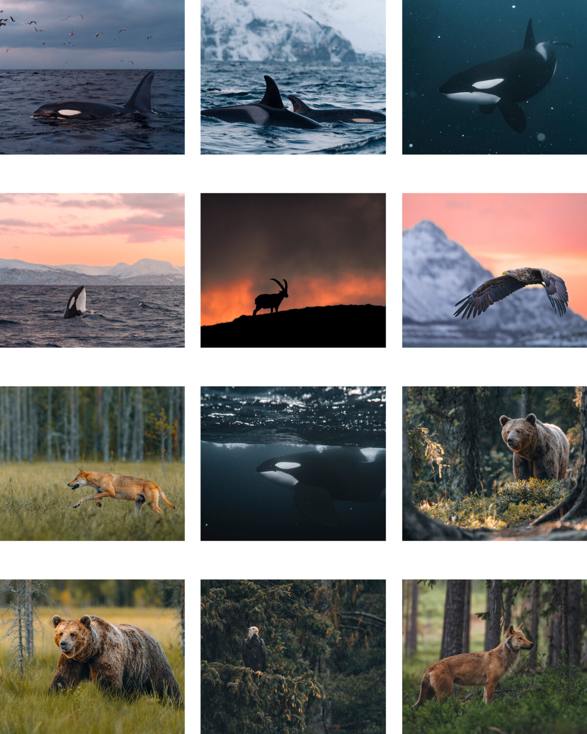 Wildtier Kalender 2026 – Bild 3