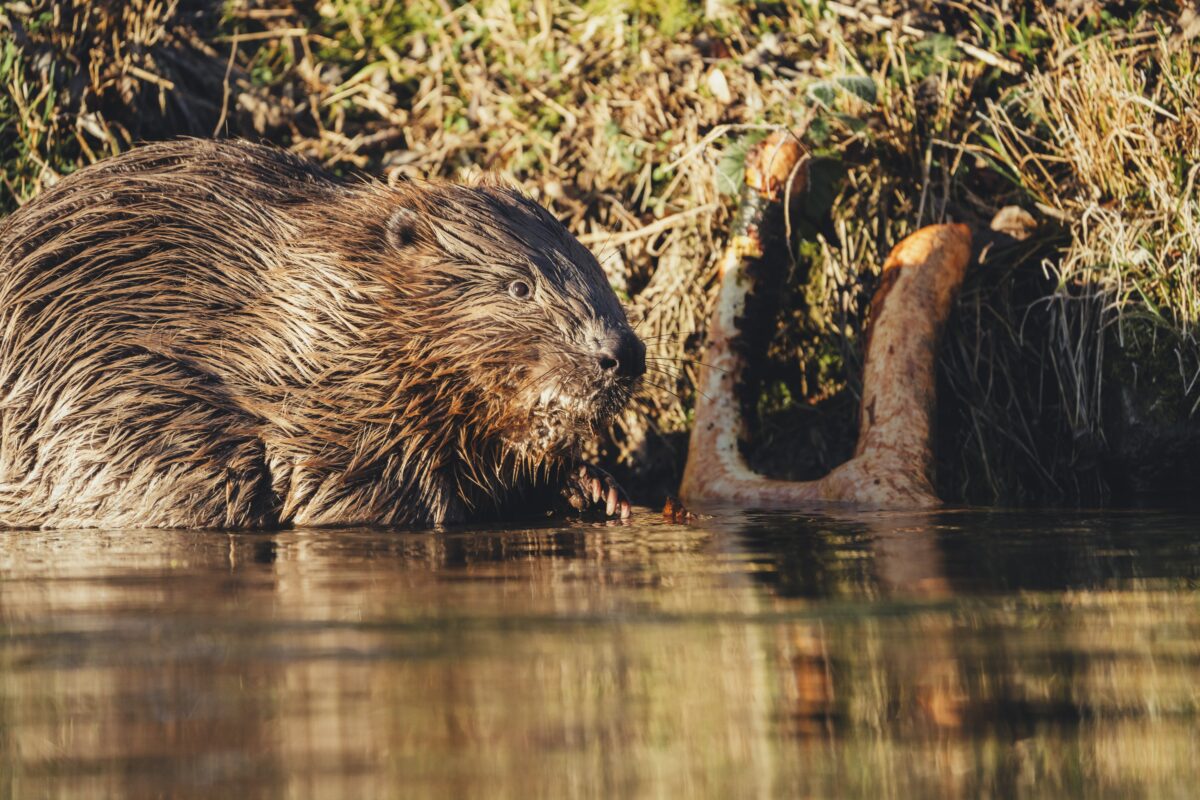 Biber an einem Ast fressend