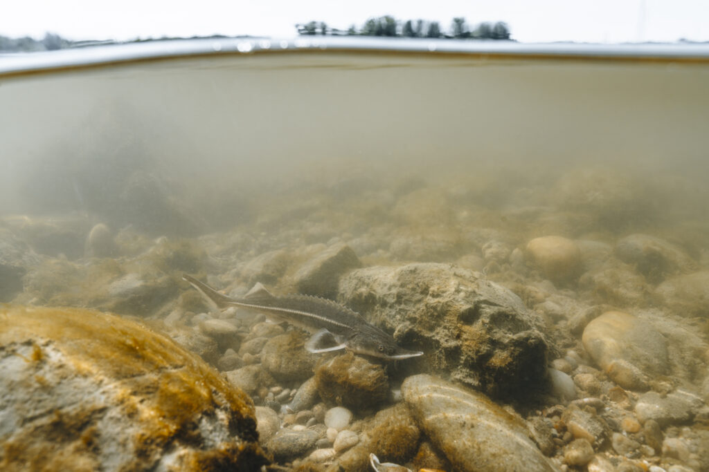 Projektbegleitung: LIFE-Boat 4 Stugeon​