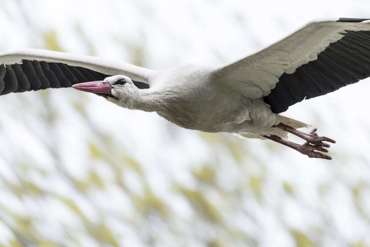 Wei&szlig;storch fliegend