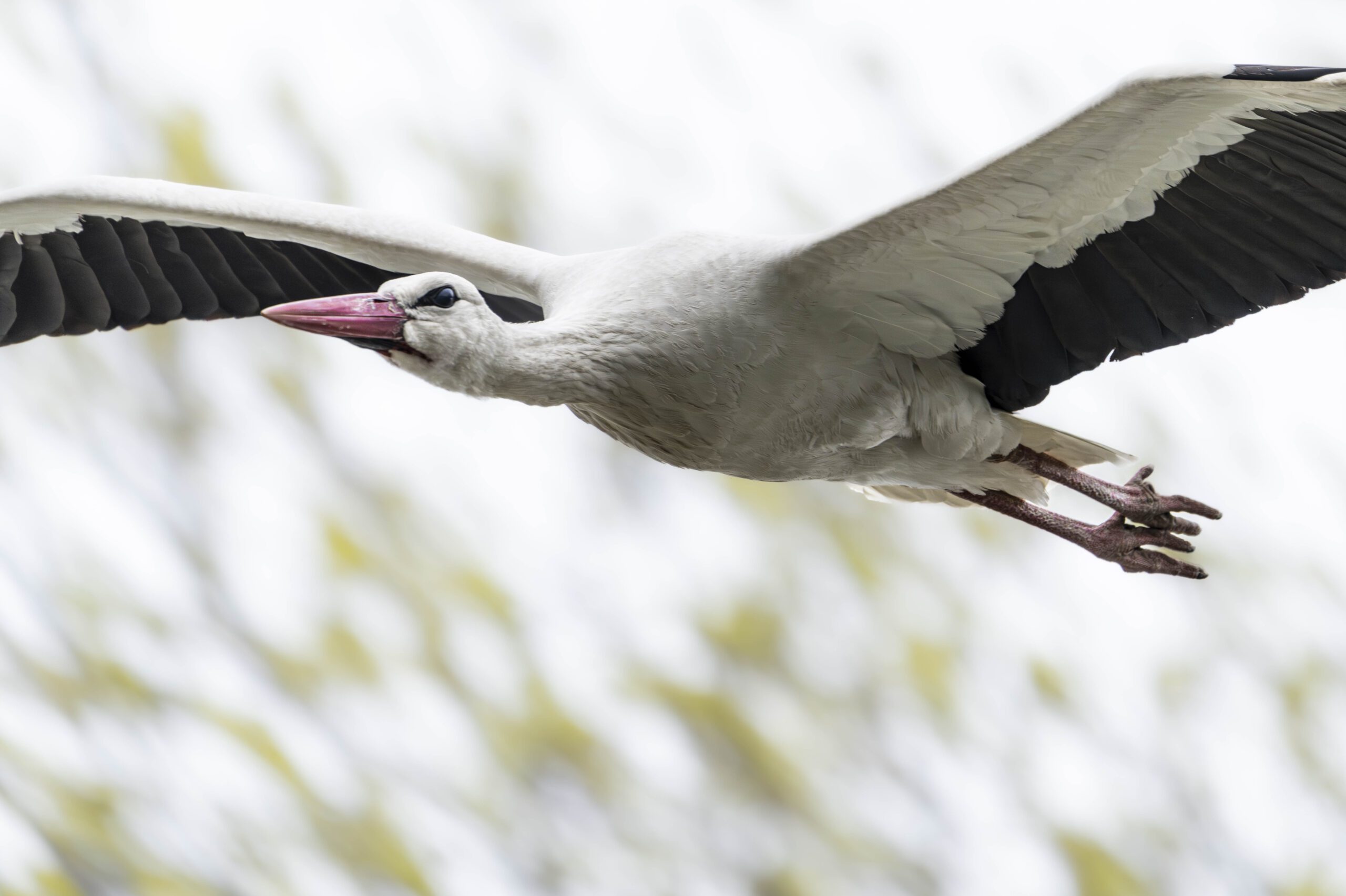 Weißstorch fliegend